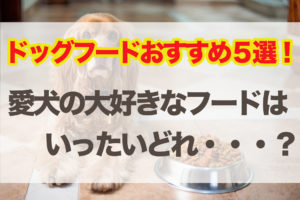 ドッグフードおすすめ4選！ペット初心者必見、愛犬の大好きなフードはいったいどれ！？