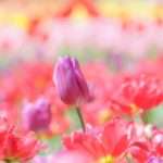 全国のレジャー予約サイト【アソビュー！】本当にお得か徹底検証しました！